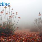 A misty autumn garden seedheads of echinacea and verbena bonariensis standing tall against a soft grey sky, a carpet of fallen leaves beneath, a robin perched on a frost-touched branch. Beautiful,